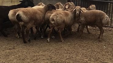 птица манаса: Продаю | Ягненок, Баран (самец) | Арашан — 2
