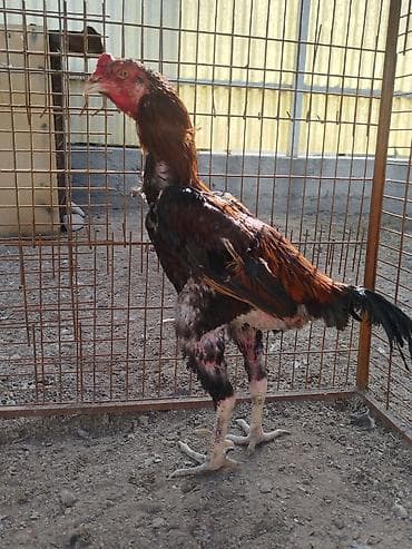 продаю мёд оптом: Продаю | Петух — 5