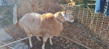 корм для форел: Продаю | Овца (самка) | Арашан | Для разведения | Осеменитель, Матка — 2