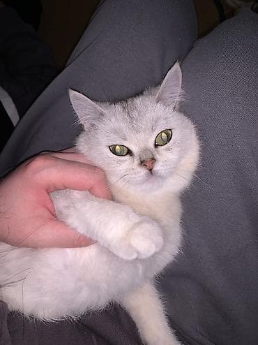 шотландская скоттиш фолд: Скотиш Страйт (Шотландская прямоухая), 5 месяцев, Девочка, Приучена к лотку — 1