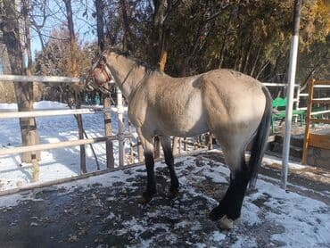 продажа домашних животных: Продаю | Жеребец | Конный спорт — 2