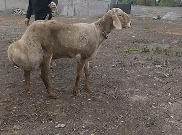 бараний жир: Продаю | Овца (самка) | Для разведения | Племенные — 2