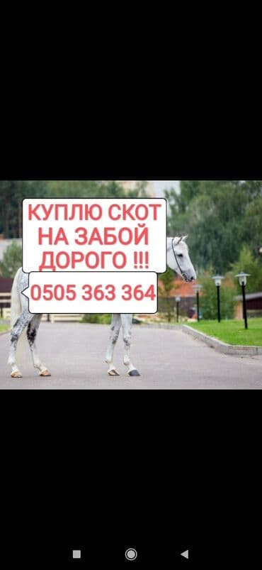 купить измельчитель травы и сена: Куплю | Коровы, быки, Лошади, кони, Другие с/х животные | Круглосуточно, Любое состояние, Забитый — 1