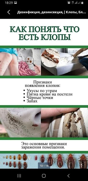 мышеловка бишкек: Профессиональная дезинсекция и дезинфекция «Без запаха» — городская — 3