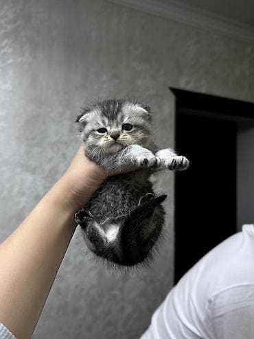 кошка маленкая: Скотиш Фолд (Шотландская вислоухая), 2 месяца, Мальчик, Серый, Приучена к лотку — 1