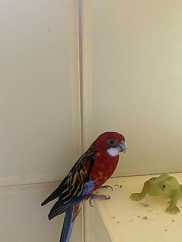 купить животных в бишкеке: Продаю попугая все что есть в клетке — 1