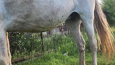 продажа домашних животных: Продаю | Конь (самец) | Рабочий | Мерин — 3