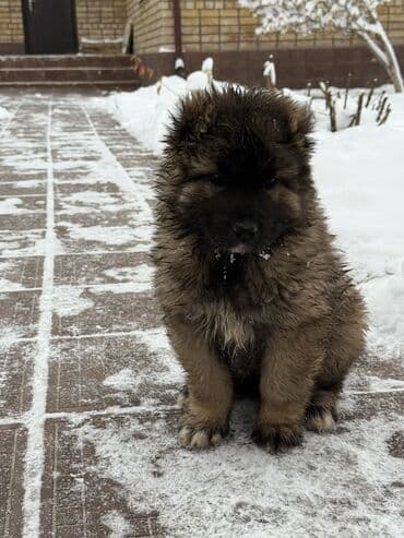 западно сибирский лайка: Щенки Кавказкой овчарки — 1