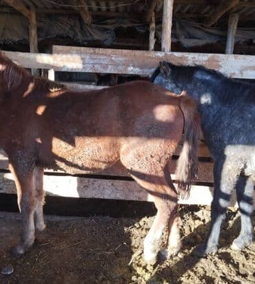 немецкая овчарка продажа: Продаю | Кобыла (самка) | На забой | Племенные — 1