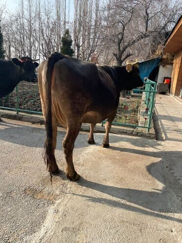 кыргыз жугору: Сатам | Уй (ургаачы) — 5