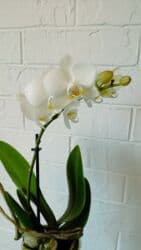 орхидея заказать: Большой выбор цветущих сортовых орхидей высота растений 35 см — 8