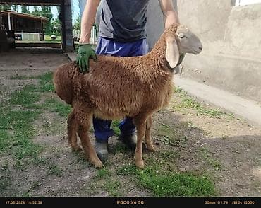 декоративная рыба: Продаю | Баран (самец) | Арашан | На забой, Для разведения, Для шерсти — 5