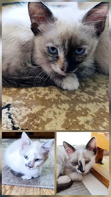 шотландская шоколадная кошка: Кошка даром: Сиамская, 3 месяца, Девочка — 6