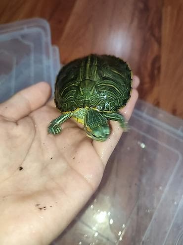 Предлагаются: - Молодые водные черепахи красноухая одна большая и