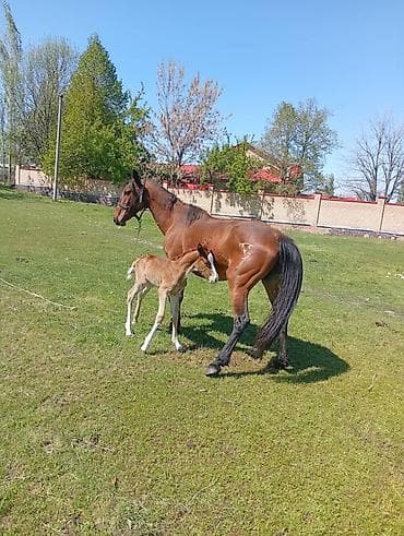 Продаю | Кобыла (самка) | Для разведения | Племенные