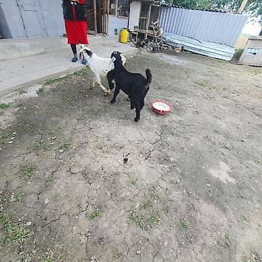 коза заненская: Продаю | Козлёнок | Для разведения — 1