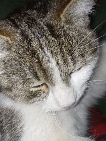 бордер колли купить бишкек: 7 месяцев, Мальчик, Кастрирована, Приучена к лотку, Проглистована — 10