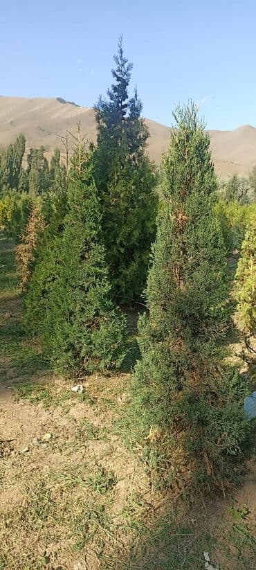 шкафы для вещей бу: Рассада деревьев: Ели — 4