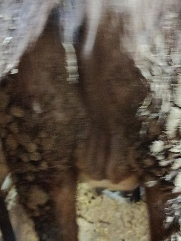 Продаю | Тёлка | Для молока | Стельные