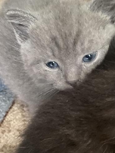 Животные: Пушистые котята серого (дымчатого) окраса. - Окрас: равномерный серый — 4