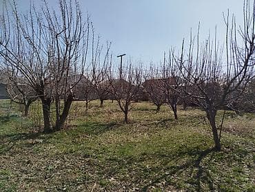 садоводство: Плодовый участок/сад - Ухоженный участок с плодовыми деревьями — 2