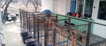 купить кошку бишкек: Кой короо сатылат 10 баш кой батат(5 бөлүктөн турат)ар бир клетканын — 3