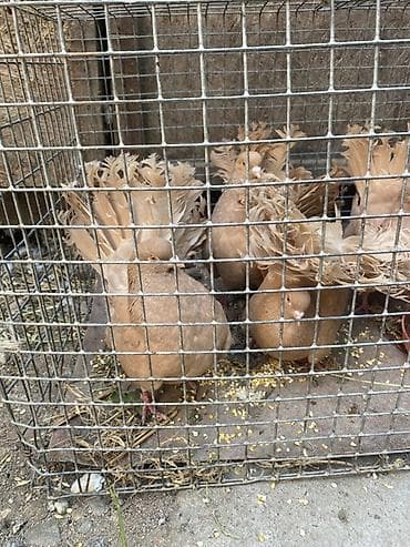 Продам с/х животных: Продаю | Куры | Для разведения — 3