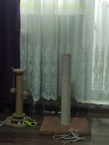 серебристая шиншила: Скотиш Страйт (Шотландская прямоухая), 6 месяцев, Девочка, Серый, Приучена к лотку — 2