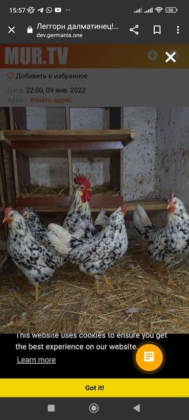 английский бульдог бишкек: Продаются цыплята леггорн долматинец и леггорн стандарт Легорн — 1