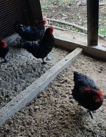 продам козу дойную: Продам 9 курей и 3 петуха Маран черно медный. Карабалта — 3