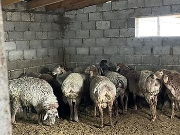 ангус парода: Продаю | Баран (самец) | Гиссарская | На забой, Для разведения — 9