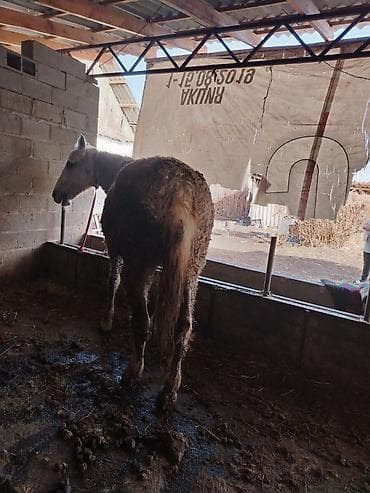 Продаю | Кобыла (самка) | Рабочий