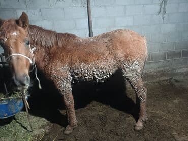 коровы молочной породы купить: Продаю | Кобыла (самка) | Рабочий — 2