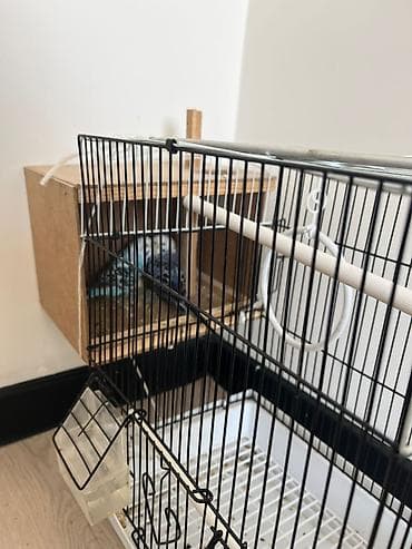 гнездо для попугаев: Волнистые попугаев с домиком Описание:баасы договорный - Просторная — 1