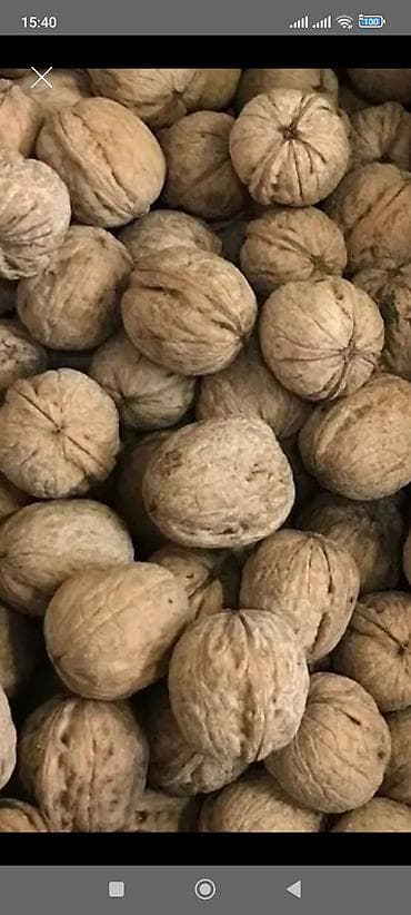шоколад оптом бишкек: Грецкий орех оптом и в розницу в тонкой скорлупе, ядра коричневого — 1