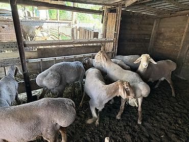 матки пчел: Продаю | Баран (самец) | На забой | Племенные — 5