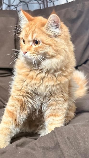 сколько стоит лысая кошка: Рыжий пушистый кот с густой длинной шерстью и роскошным хвостом. Яркий — 1
