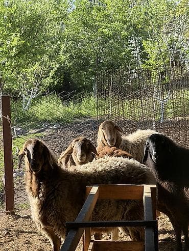 животные бараны: Продаю | Овца (самка) | Для разведения | Племенные — 1