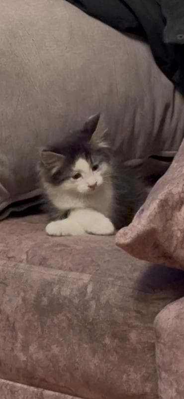 продажа котят мейн кун: Майнкун метисы Отец - дворовой крутыш🦁(крупный) Мать - Майнкун к — 1