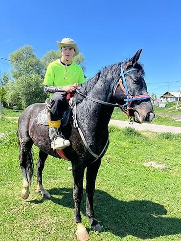 гуси линда: Продаю | Конь (самец) | Полукровка | Конный спорт | Осеменитель — 1