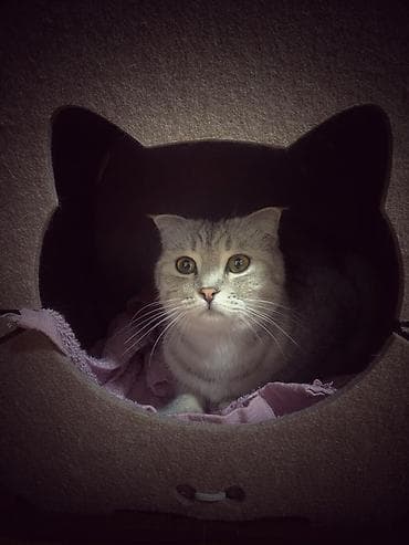 Скотиш Фолд (Шотландская вислоухая), 6 месяцев, Девочка, Серебристая шиншилла, Приучена к лотку, С прививками — 5