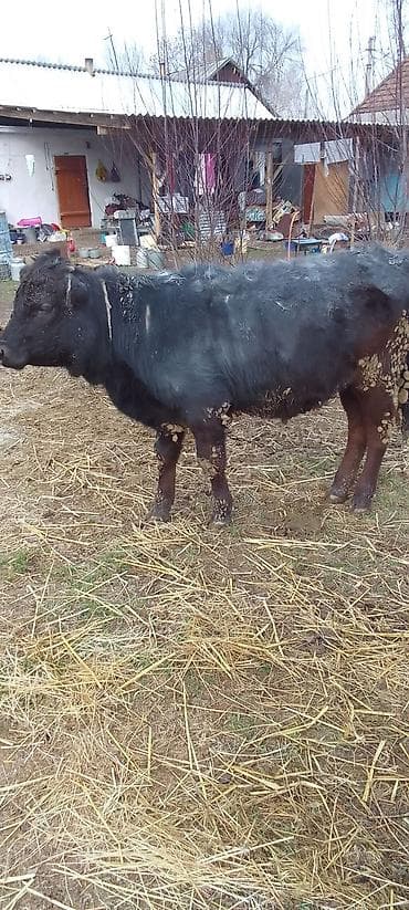 ангус уй: Продаю | Тёлка | Ангус | На откорм, Для разведения | Племенные — 3