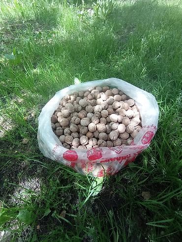 покупаю орех: Грецкие орехи в скорлупе - Отборные орехи, собранные вручную, в — 1