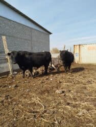 показы 1 354 72 договорная кошка даром британская короткошёрстная 1 год мальчик метис 2 позвонить написать: Продаю | Бык (самец) | Ангус | Для разведения | Племенные — 3