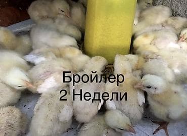 красный страитель: Продаю | Цыплята | Бройлерная — 1