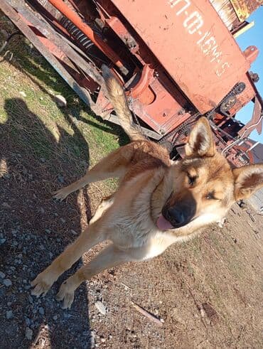в связи с переездом отдам попугая жако в добрые руки: Порода: метис крупной овчарки/дворовой сторожевой собаки. Пол — 5