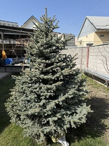набор колючей: Ель голубая (Picea pungens, Blue Spruce), сформированная, крупномер — 2