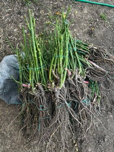 купить садовую тележку: Саженцы цветка: Розы — 2