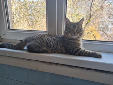 Аквариумдар: Котёнок-подросток с ярким тигровым окрасом (чёрные полосы на — 7