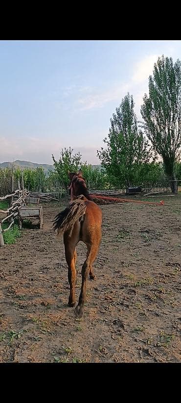 щегол птицы: Продаю | Конь (самец) | Конный спорт — 4